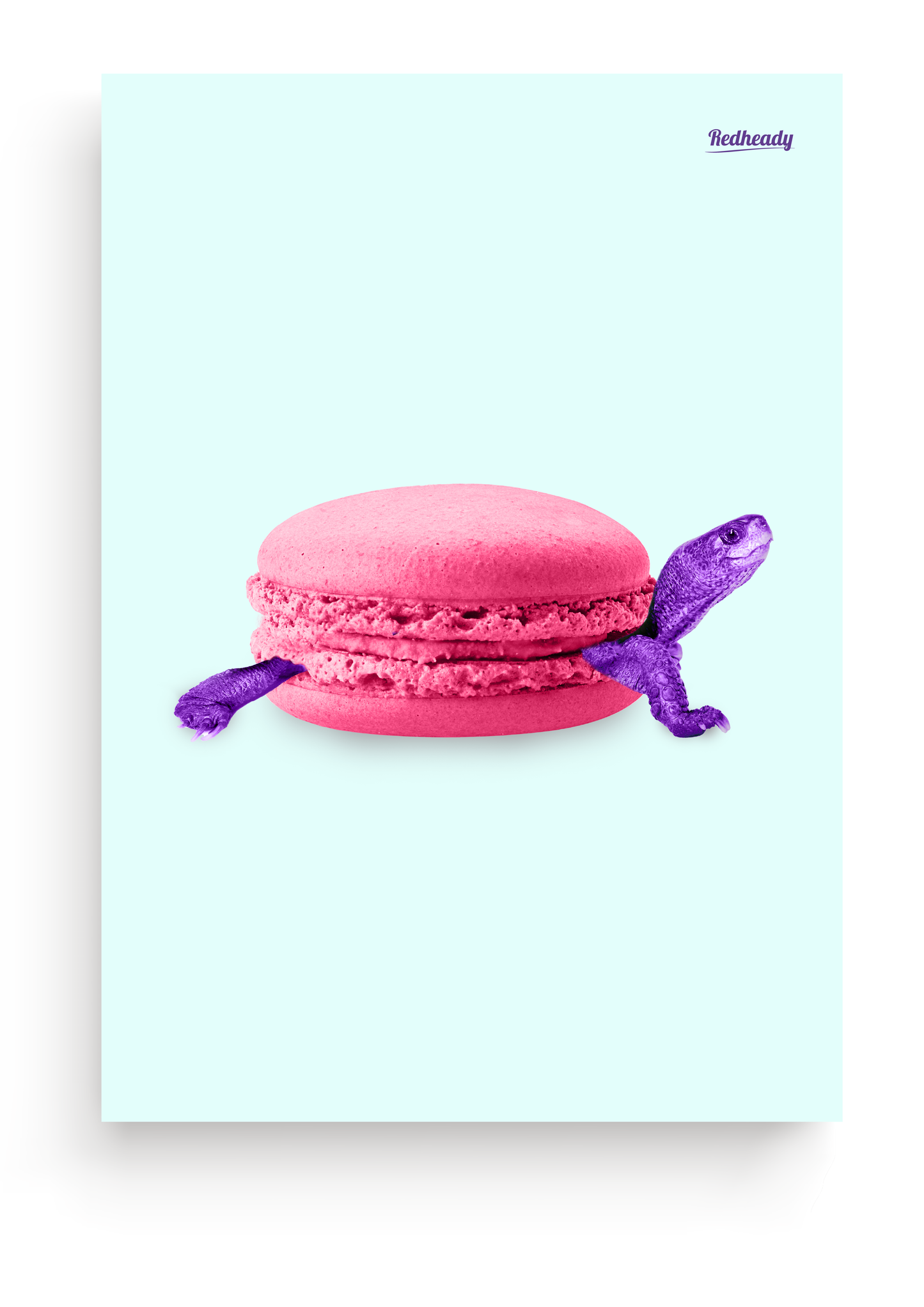 Poster Turtle - Macaturtle